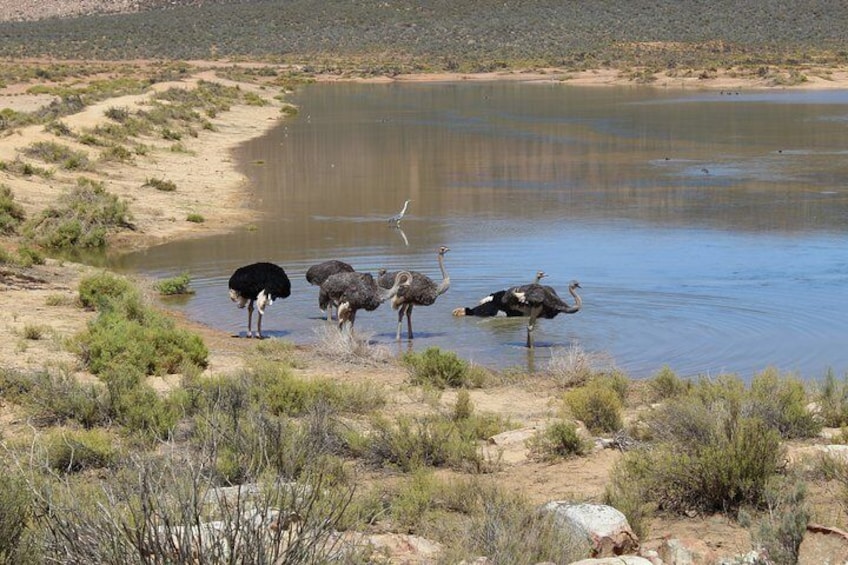 Ostriches 