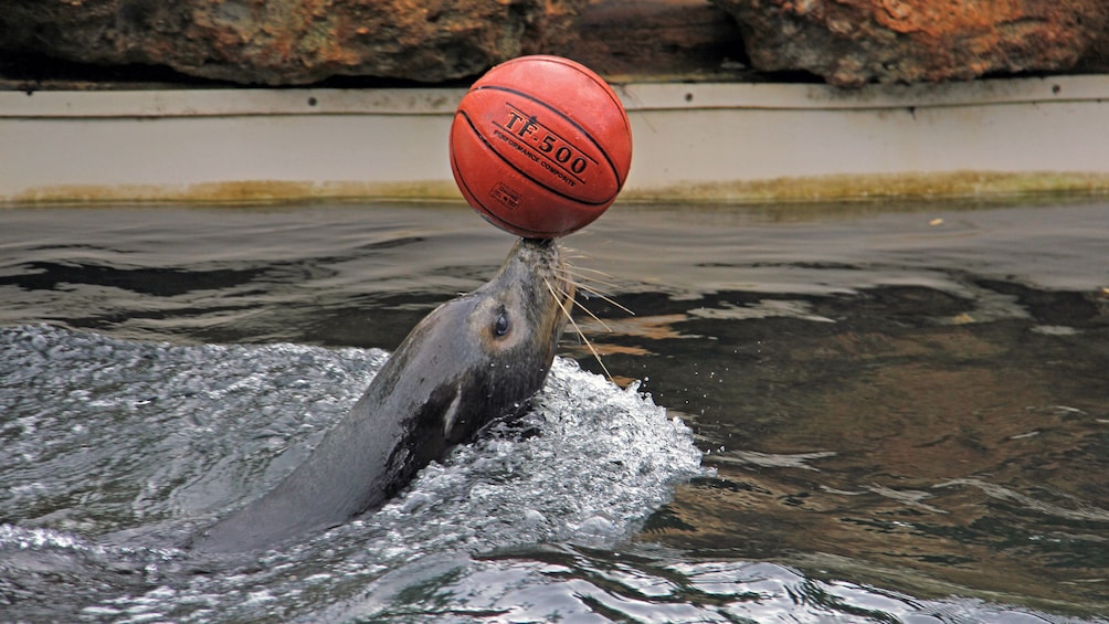 Show item 4 of 8. Seal balancing a basketball at Theater of the Sea in Islamorada, Florida
