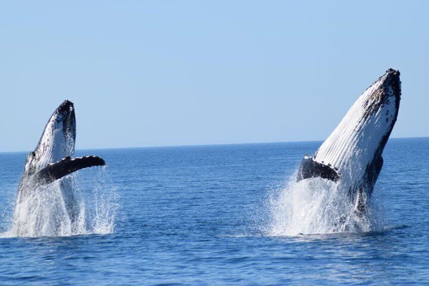 Whale Watching Dunsborough