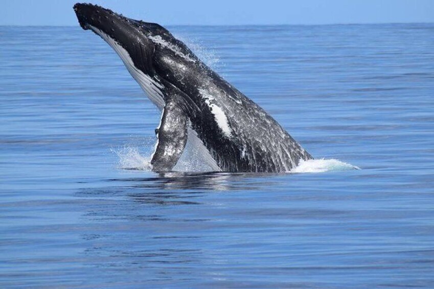 Whale Watching Dunsborough