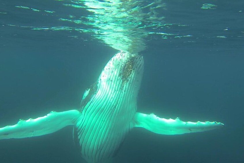 Whale Watching Dunsborough