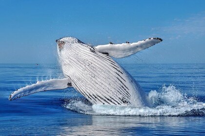 Whale Watching Dunsborough