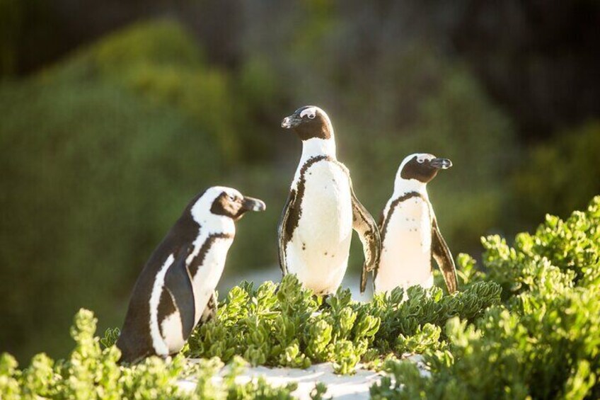 The Road Trip (Cape Point and Penguins)