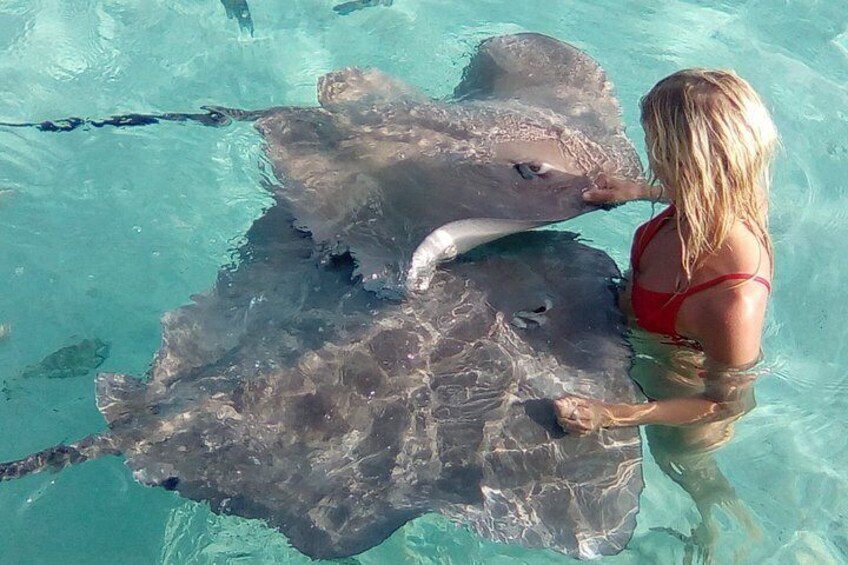 Sting rays