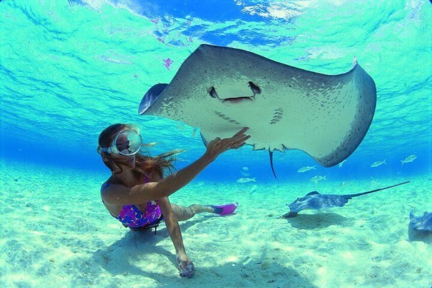 Sting ray's stop
