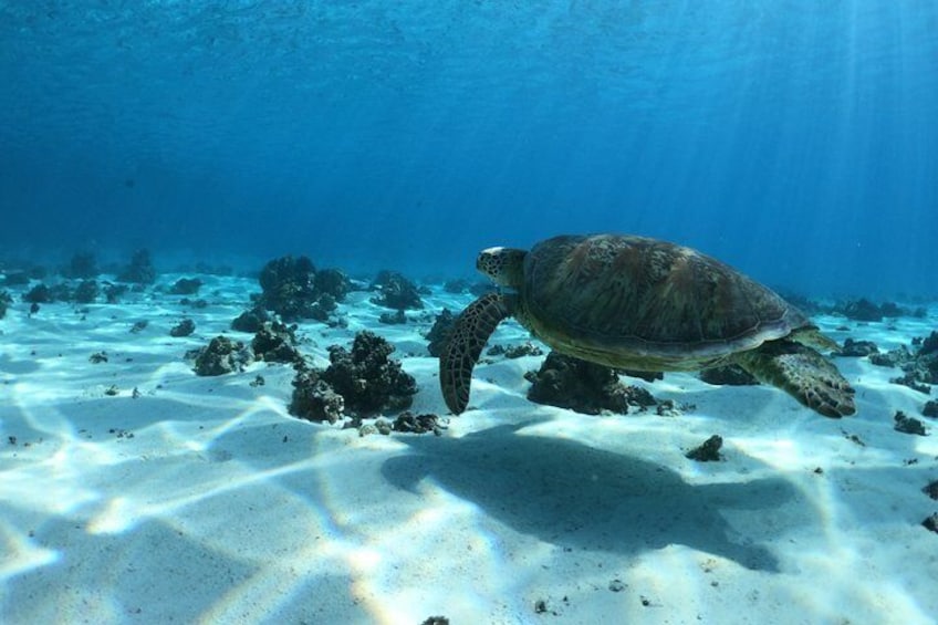 One of our lovely green turtle
