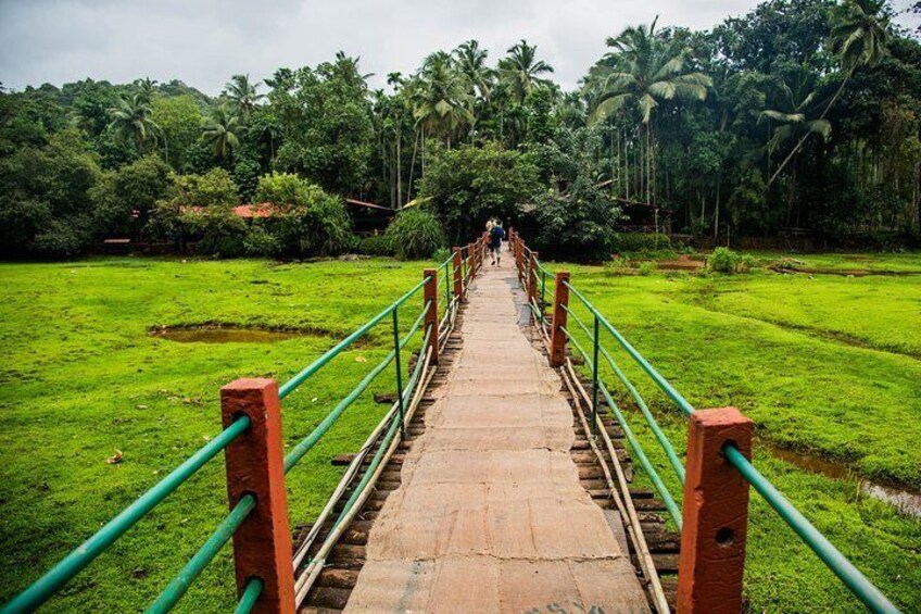 Private Dudhsagar waterfalls & Spice Plantation with Lunch from Mormugao Port