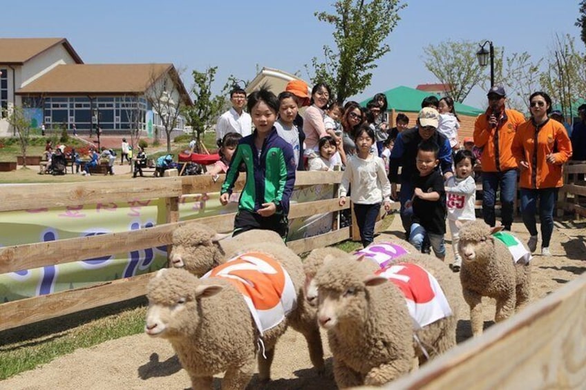 Anseong Farm Land - Sheep racing