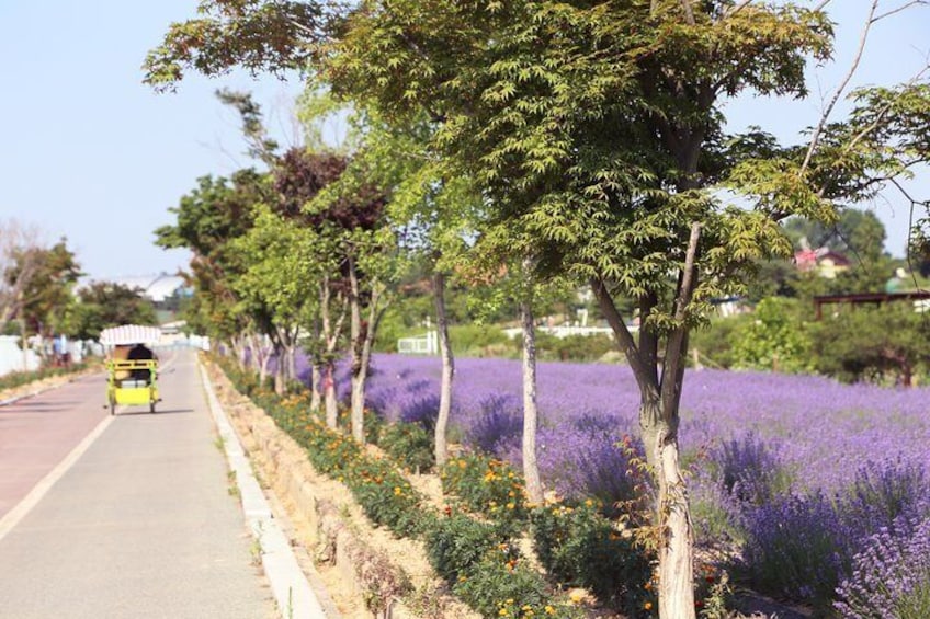 Private Full day Tour Anseong Farm Land with Gwangmyeong Cave