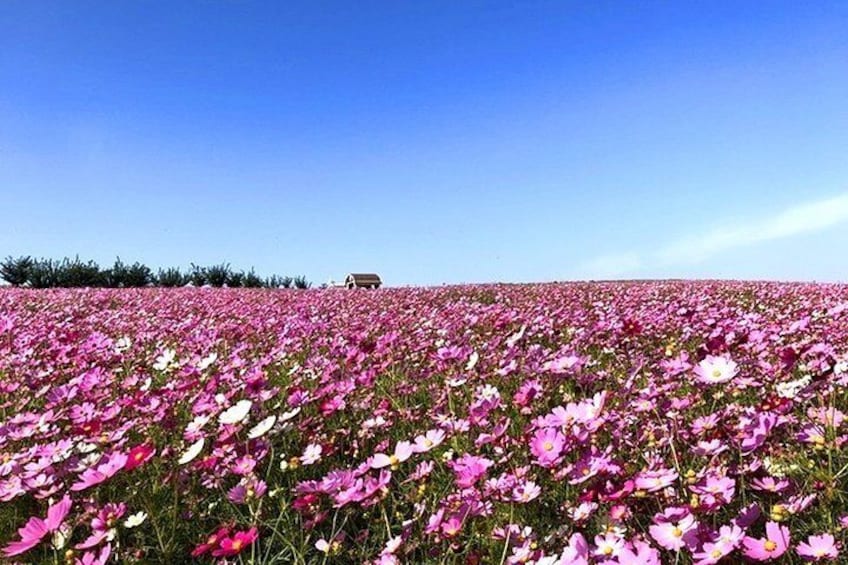 Private Full day Tour Anseong Farm Land with Gwangmyeong Cave