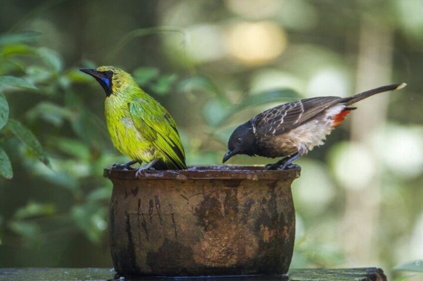 Birdwatching and Trekking at Horton Plains National Park
