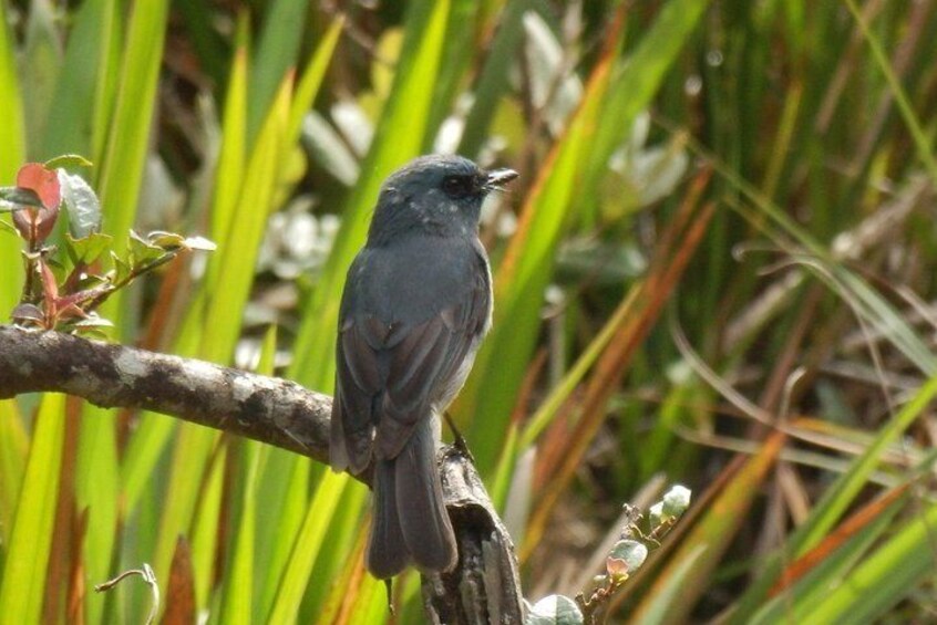 Birdwatching and Trekking at Horton Plains National Park