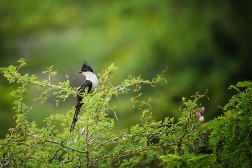 Birdwatching and Trekking at Horton Plains National Park