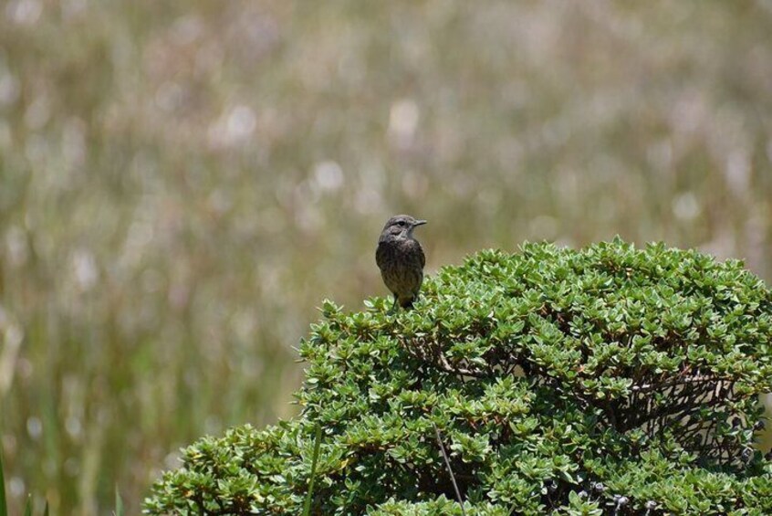 Birdwatching and Trekking at Horton Plains National Park