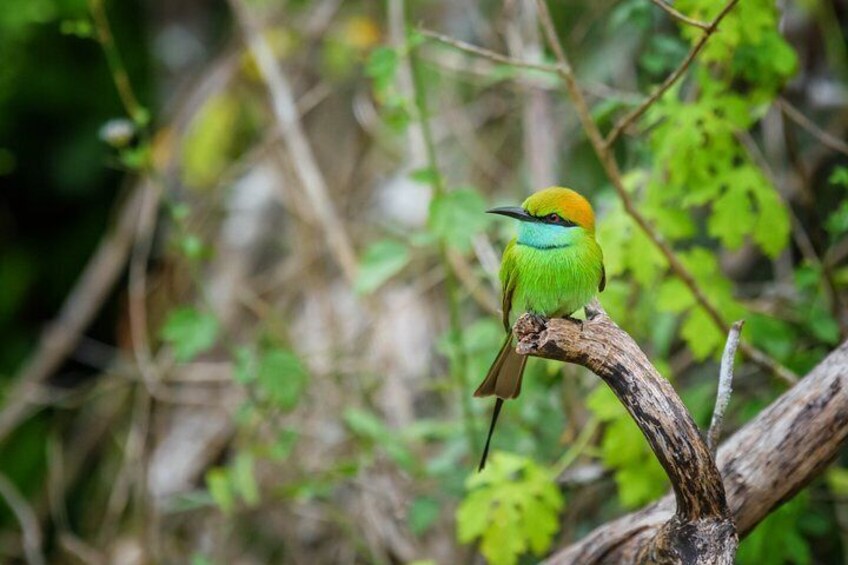 Birdwatching and Trekking at Horton Plains National Park