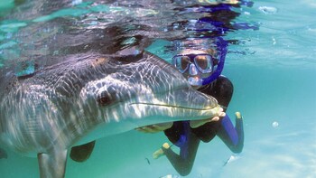 Swimming with Dolphins & Beach Break