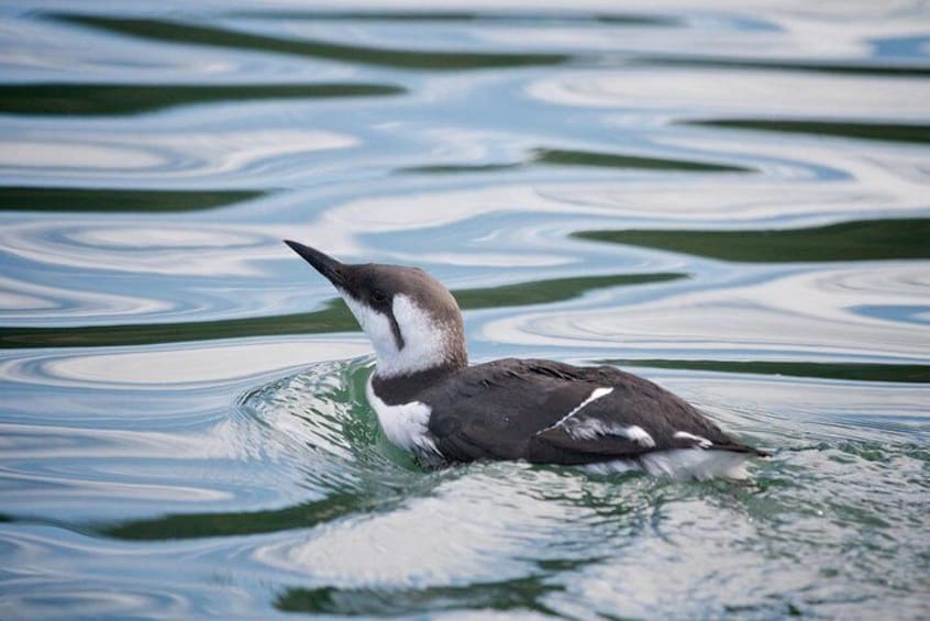 Elkhorn Slough Wildlife Tour