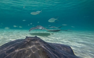 Stingray Encounter & Beach Break