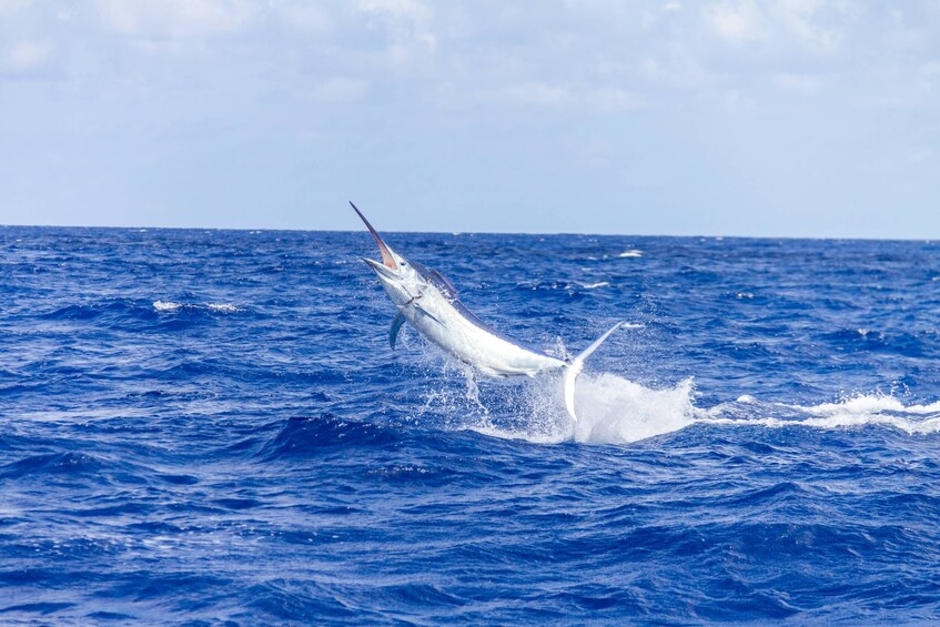 Deep Sea Sport Fishing in Jamaica