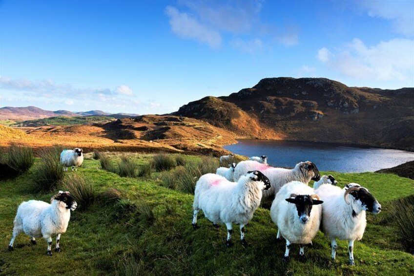 Castles of Connemara tour departing from Galway City. Private guided. Full day.