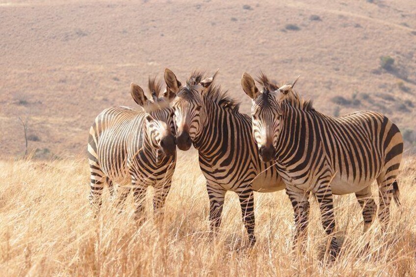 Private Tour : West Coast Nature E-bike with Wildlife & Darling Brew