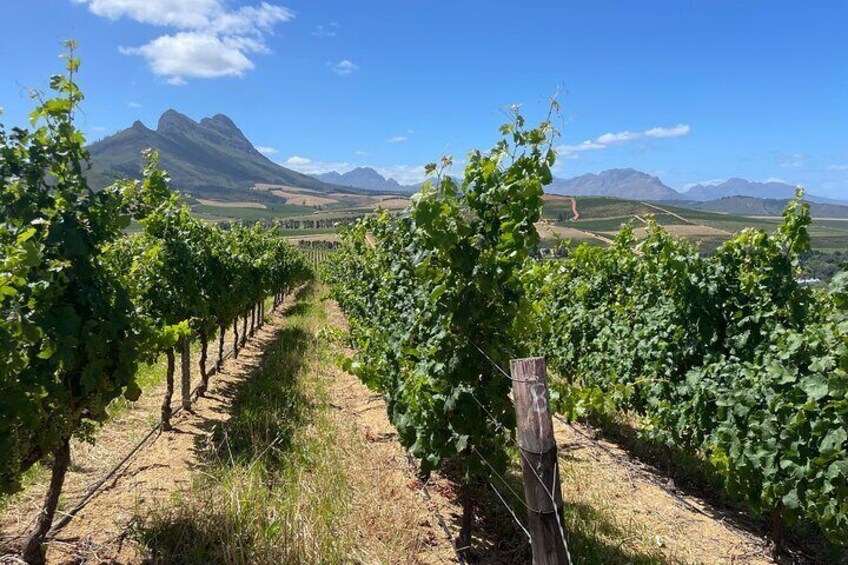 Full Day Stellenbosch Wine Tour
