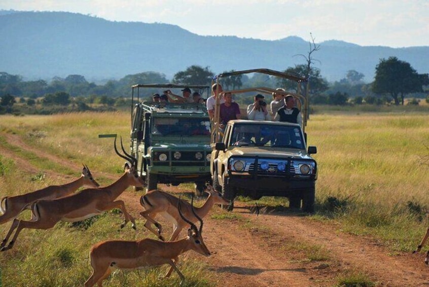 2 Day Safari Isimangaliso Wetland Park & Hluhluwe Imfolozi from Durban