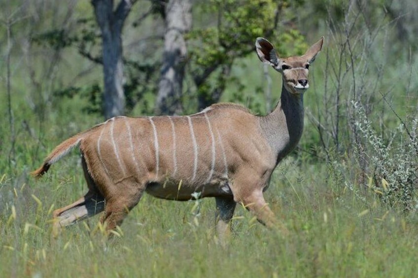 2 Day Safari Isimangaliso Wetland Park & Hluhluwe Imfolozi from Durban
