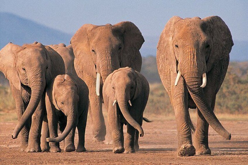 2 Day Safari Isimangaliso Wetland Park & Hluhluwe Imfolozi from Durban
