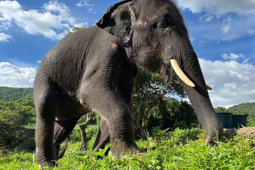 Ethical Elephant Watching Tour From Bangkok & Pattaya