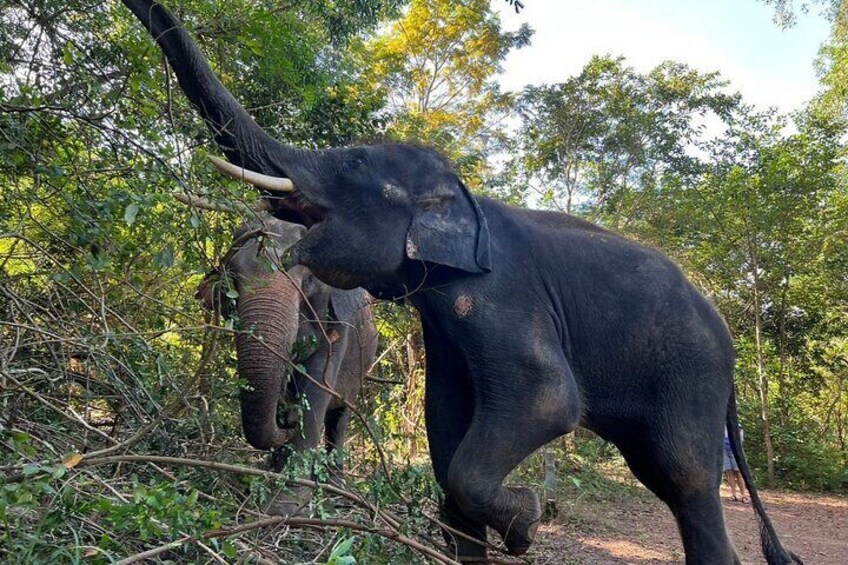 Ethical Elephant Watching Tour From Bangkok & Pattaya