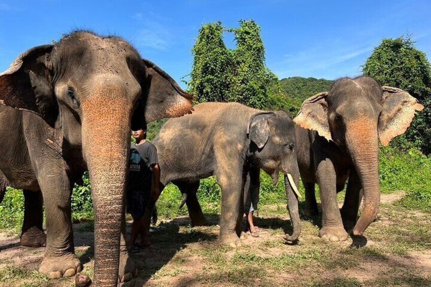 Ethical Elephant Watching Tour From Bangkok & Pattaya