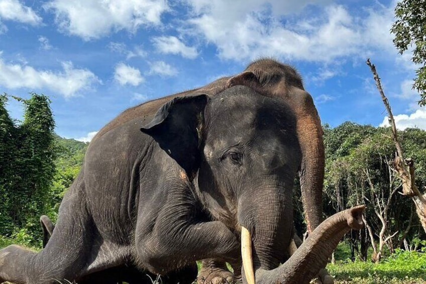 Ethical Elephant Watching Tour From Bangkok & Pattaya