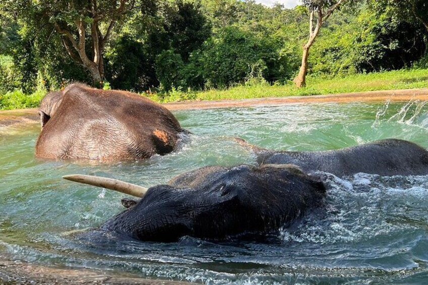 Ethical Elephant Watching Tour From Bangkok & Pattaya