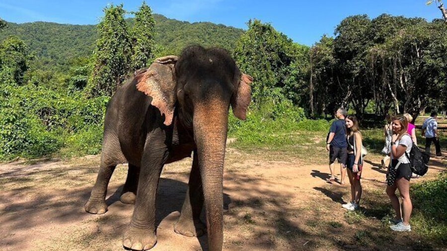 Ethical Elephant Watching Tour From Bangkok & Pattaya