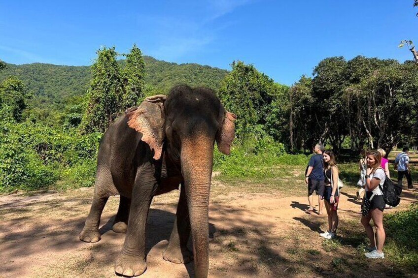 Ethical Elephant Watching Tour From Bangkok & Pattaya