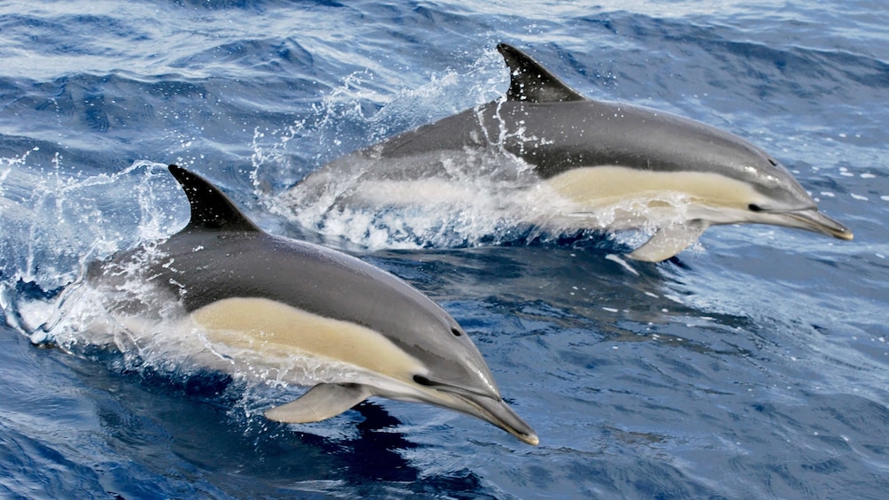 Two dolphins swimming in the Regional Portugal Azores Islands