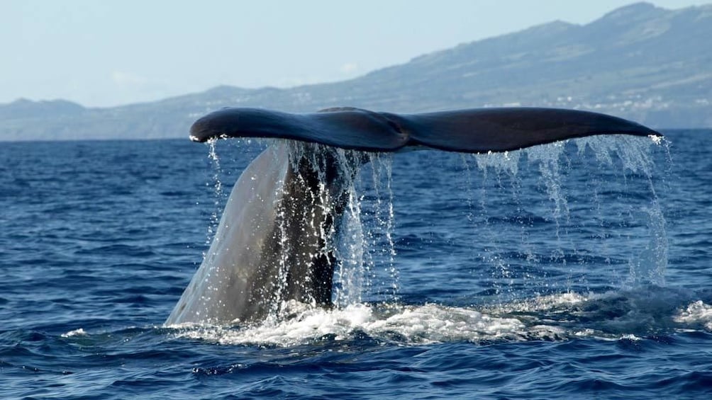 Spectacular view of a whale tale in Regional Portugal Azores Islands