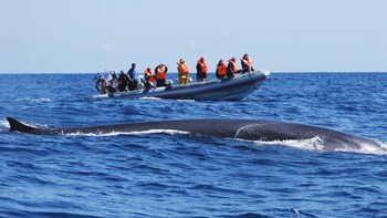 Combo Tour: Whale Watching & Sete Cidades Jeep Safari
