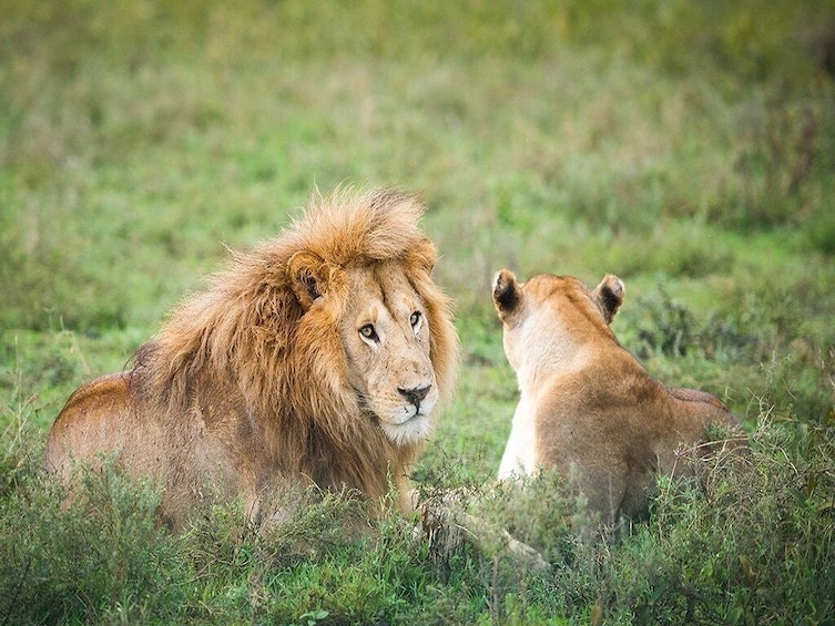 Ngorongoro Crater Day Tour 