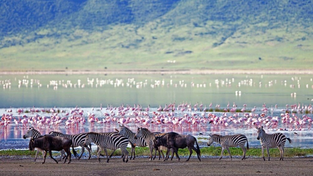 Ngorongoro Crater Day Tour 