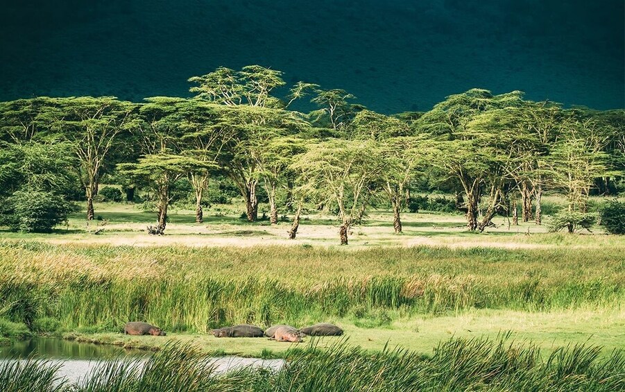 Ngorongoro Crater Day Tour 