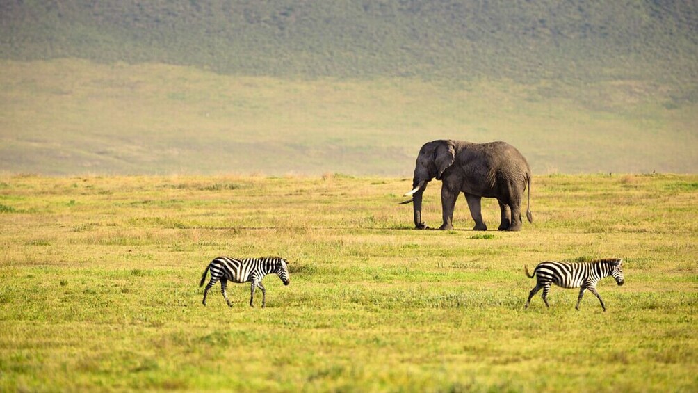 Ngorongoro Crater Day Tour 