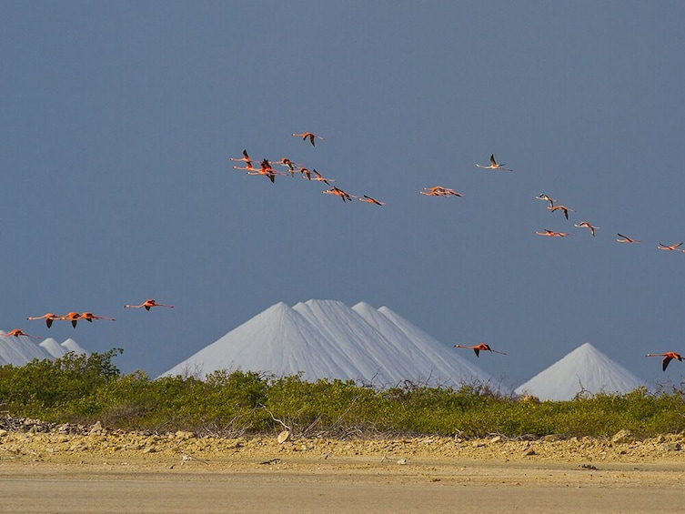 Bonaire Day Tour