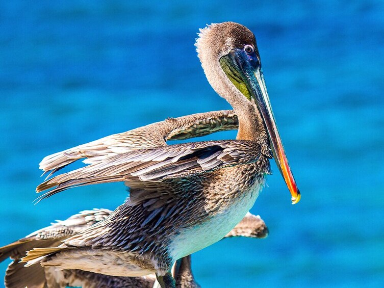 Bonaire Day Tour
