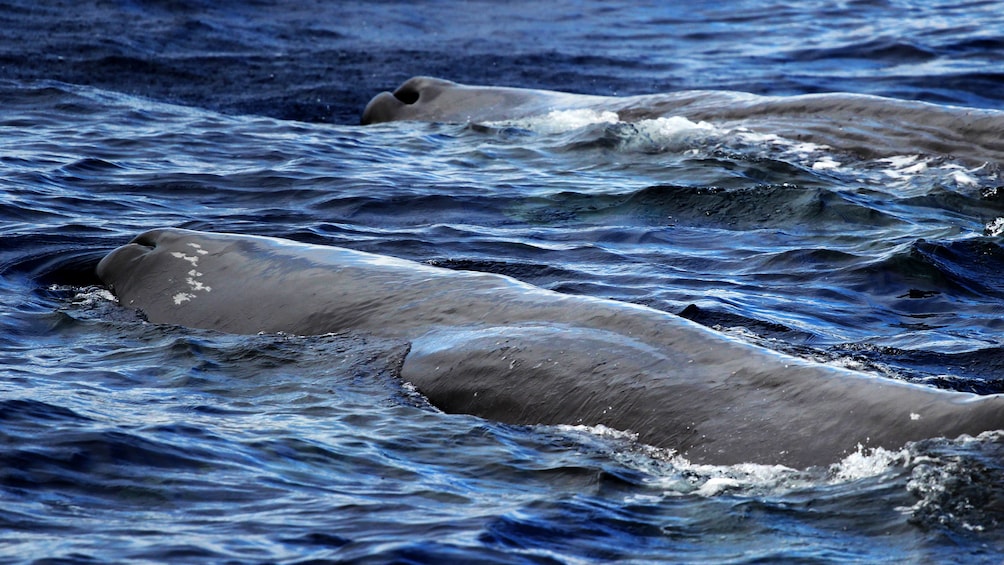 Two whales surfacing