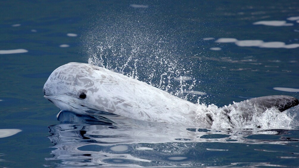 A whale surfaces out of the water for a whale watching tour.