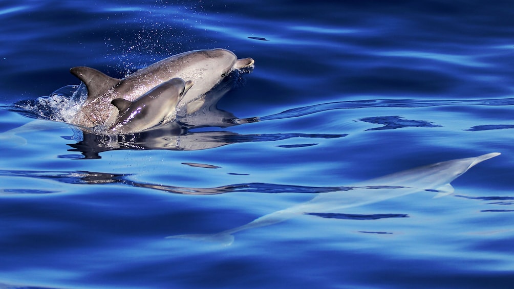 A dolphin and its baby surface out of the water while a dolphin swims just underneath the surface.