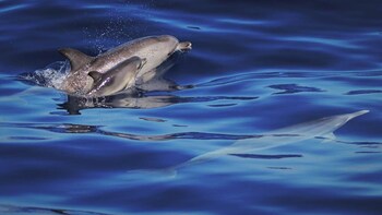 Half-Day Jeep Safari with Whale & Dolphin Watching Tour