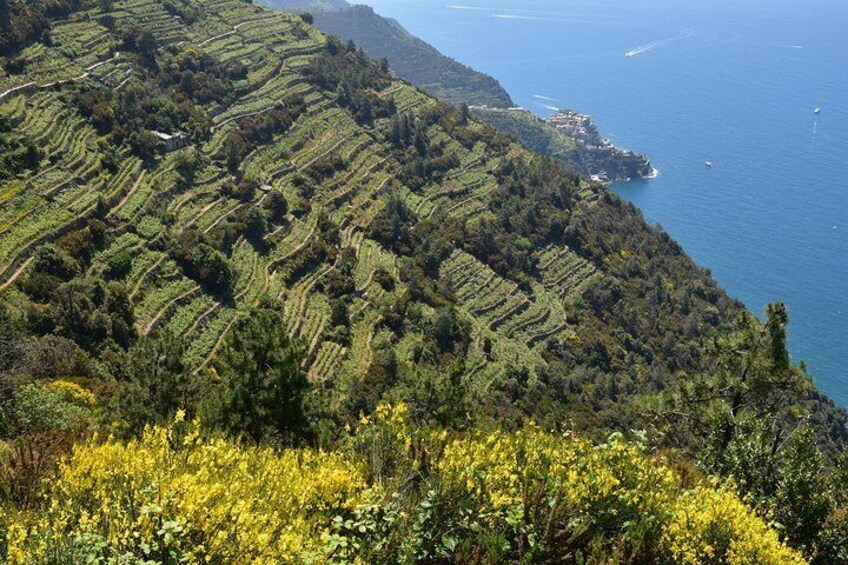 Vineyard views across Corniglia in the Cinque Terre